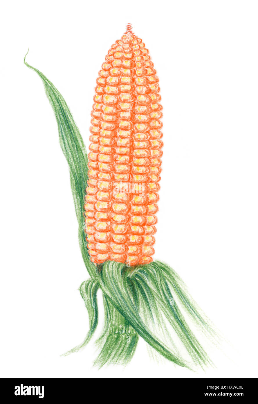 Mais (Zea Mays) Ohr auf einem Stiel auf weißem Hintergrund. Farbstifte auf Papier. Stockfoto