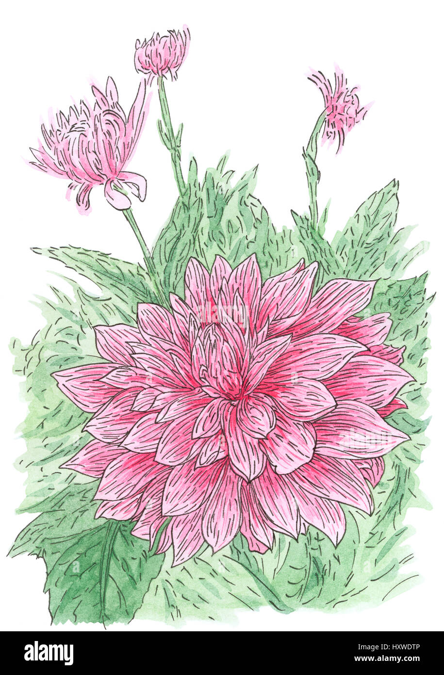 Zeichnung der Dahlie (Dahlia Hybr.) Blütenpflanze im lockeren Stil. Tusche und Aquarell auf Papier. Stockfoto