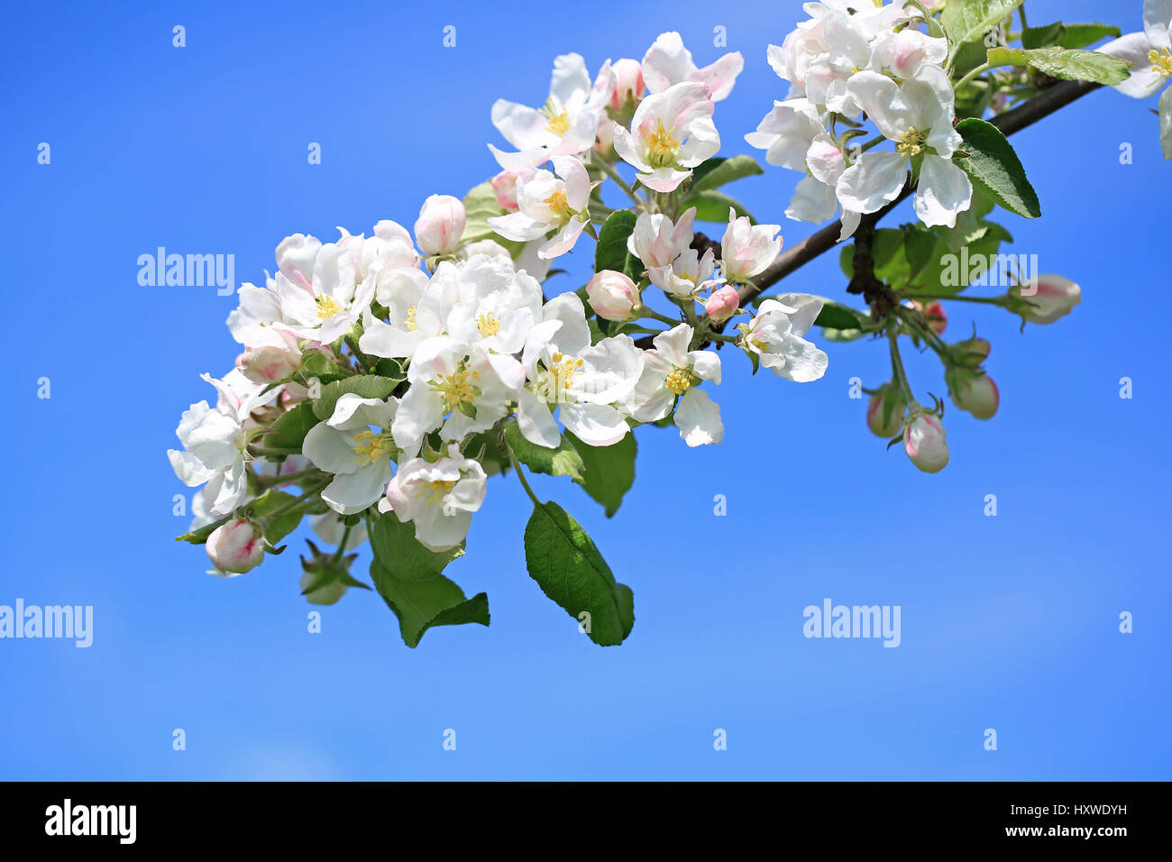 Weiße Blüten eines Apfelbaums gegen klar blauen Himmel im Frühjahr. Stockfoto