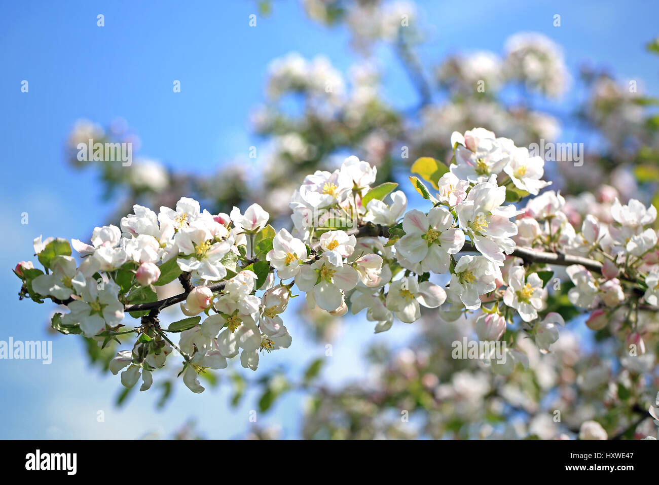 Sonnenlicht auf die weißen Blüten von einem blühenden Baum Apfelzweig gegen blauen Himmel im Frühjahr. Stockfoto