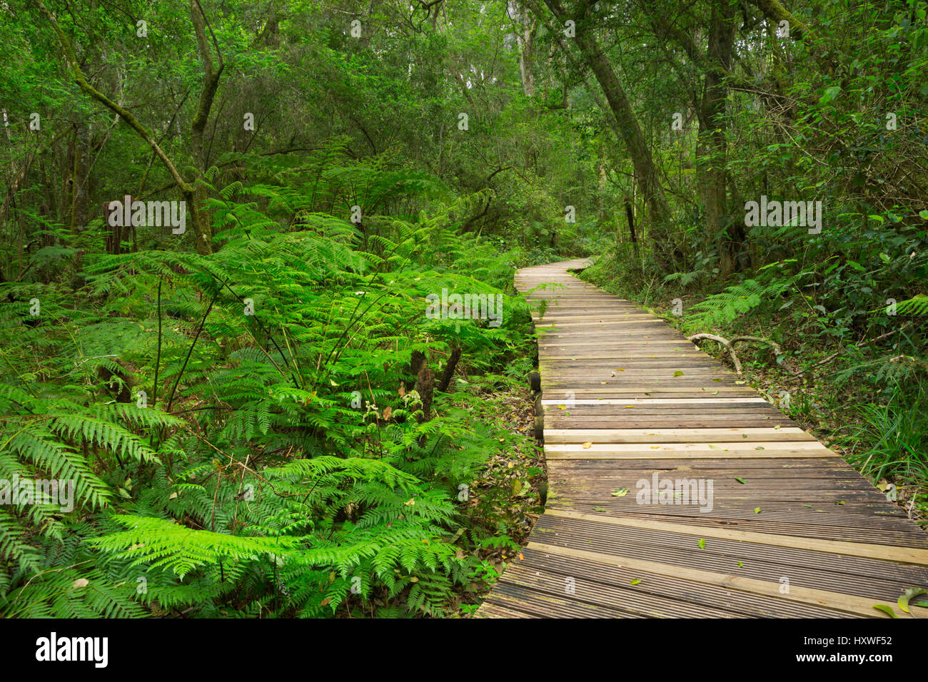 Ein Weg durch üppigen Regenwald in der Garden Route National Park in Südafrika. Stockfoto