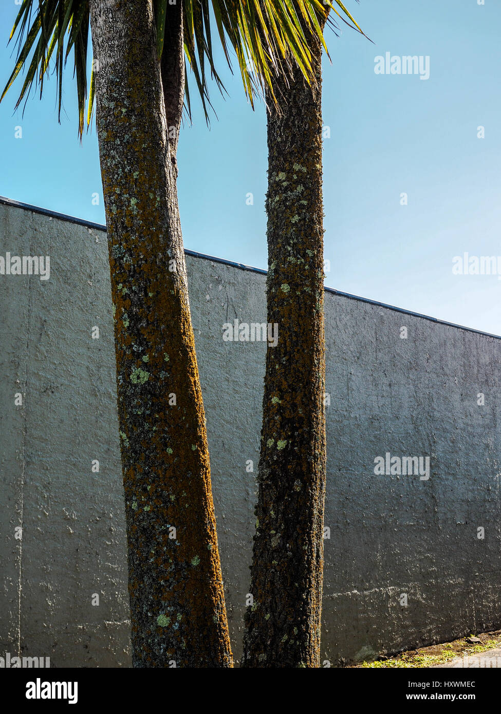 Ti Kouka in der Stadt. Cabbage Tree trunks gegen die Wand und Sky beschrieben.. Stockfoto