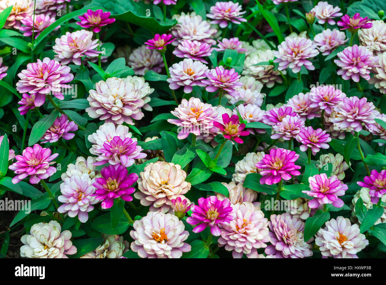 Nahaufnahme, Chrysantheme Morifolium Ramat. / ASTERACEAE (COMPOSITAE) Stockfoto