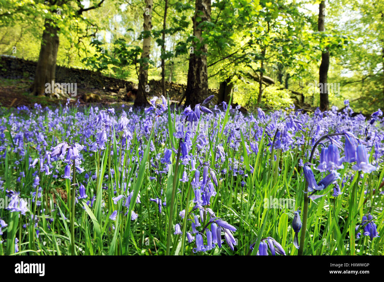 Bluebells in einem Yorkshire Wälder, Großbritannien Stockfoto