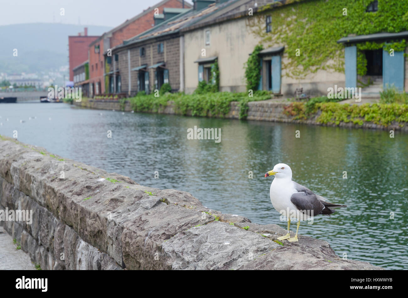 Möwe auf einem Felsen in Otaru Kanal hokkaido Stockfoto