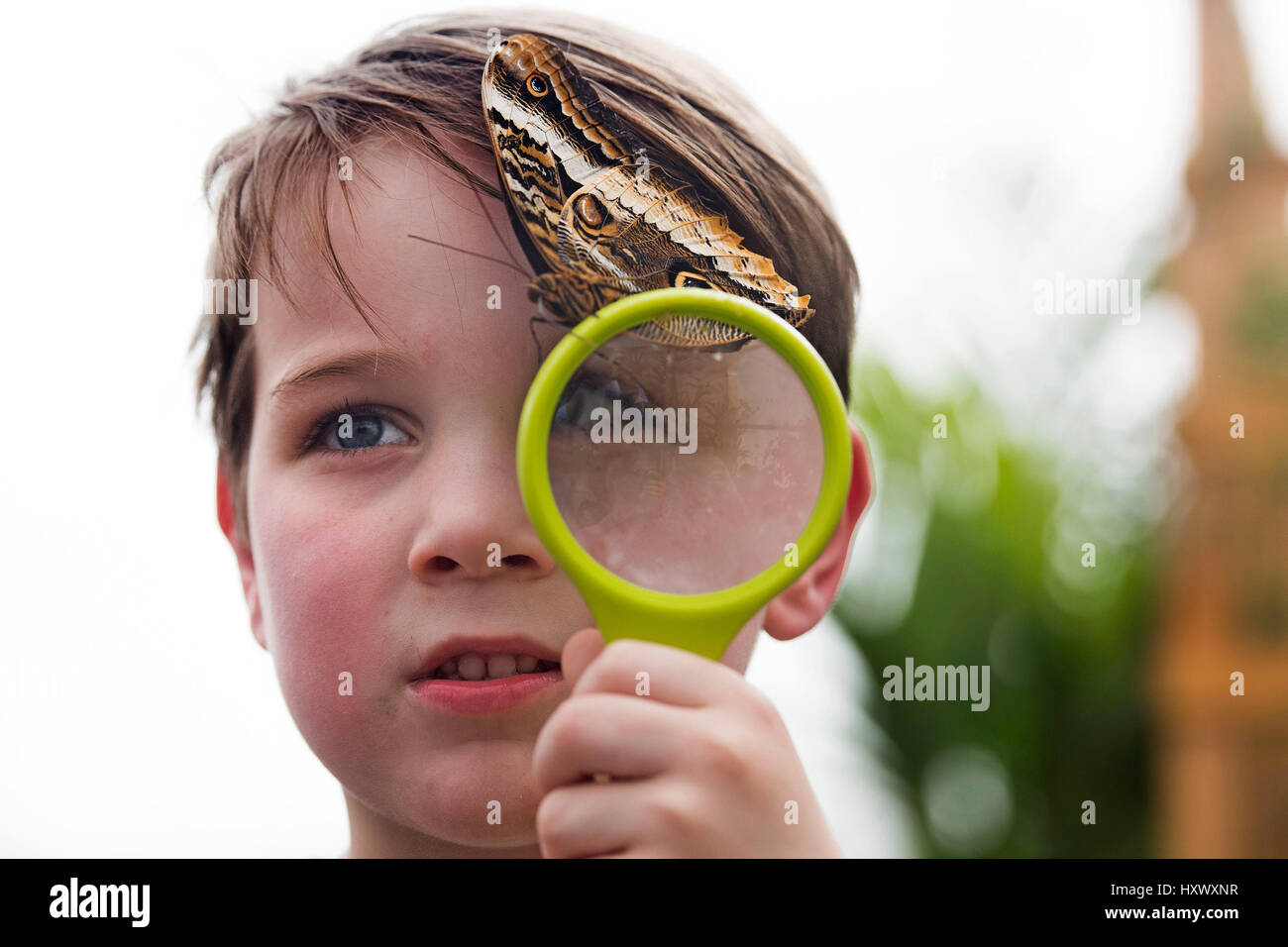 George Lewis, im Alter von 5, Posen mit einer Eule Schmetterling bei einem Fototermin, die sensationelle Schmetterlinge Ausstellung im Natural History Museum in London zu starten. Stockfoto