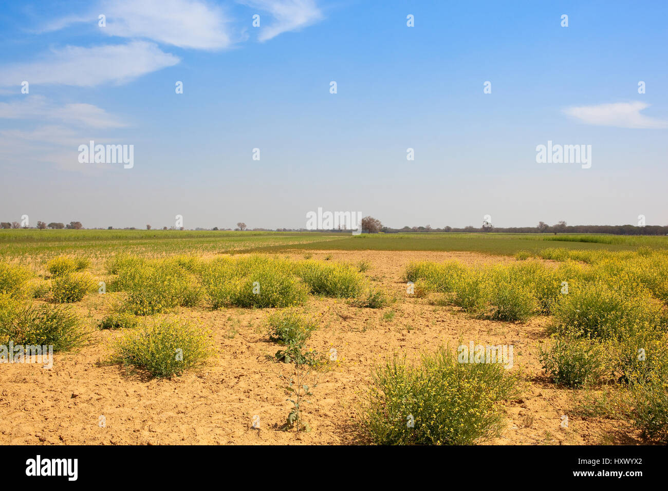 trockenen sandigen Ackerland in Rajasthan Indien mit gelben Blütenpflanzen und Senf und Weizen ernten bei bewölktem Himmel blau Stockfoto