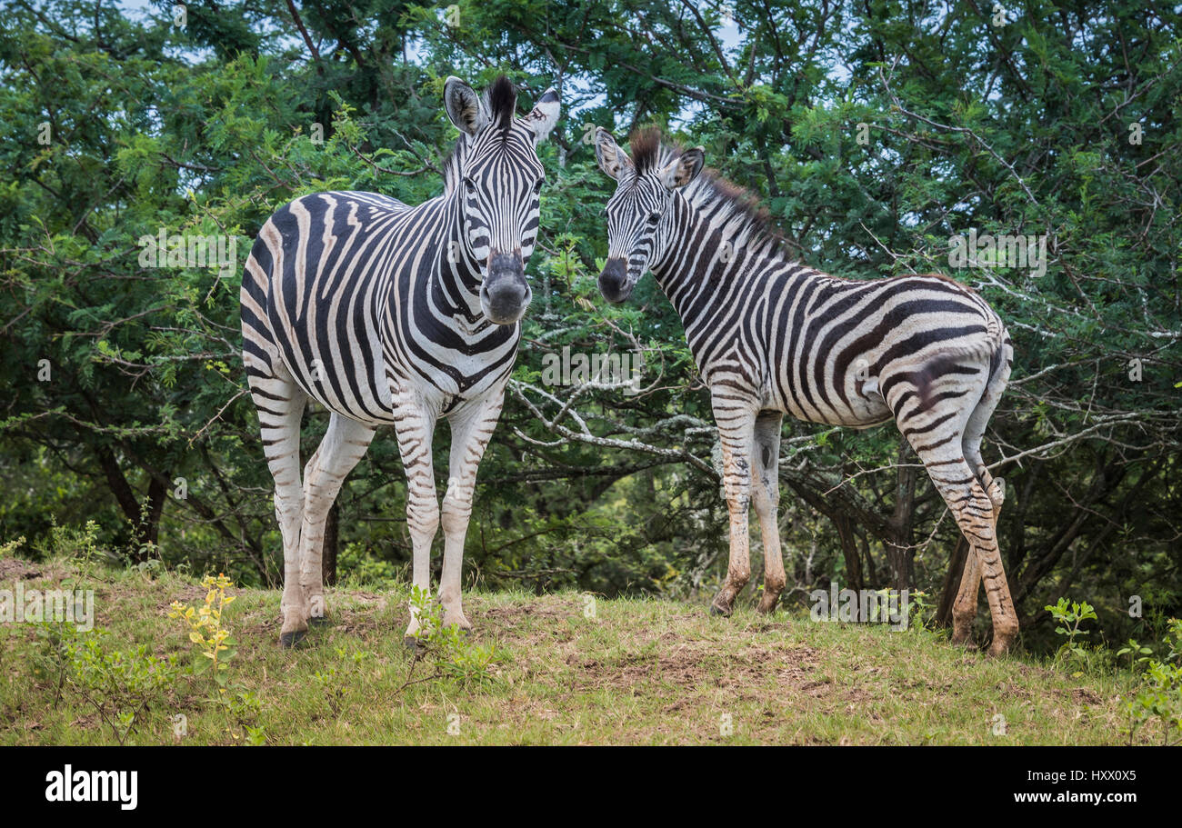 Mutter und junge Zebras im wilden Südafrika Nationalpark Stockfoto