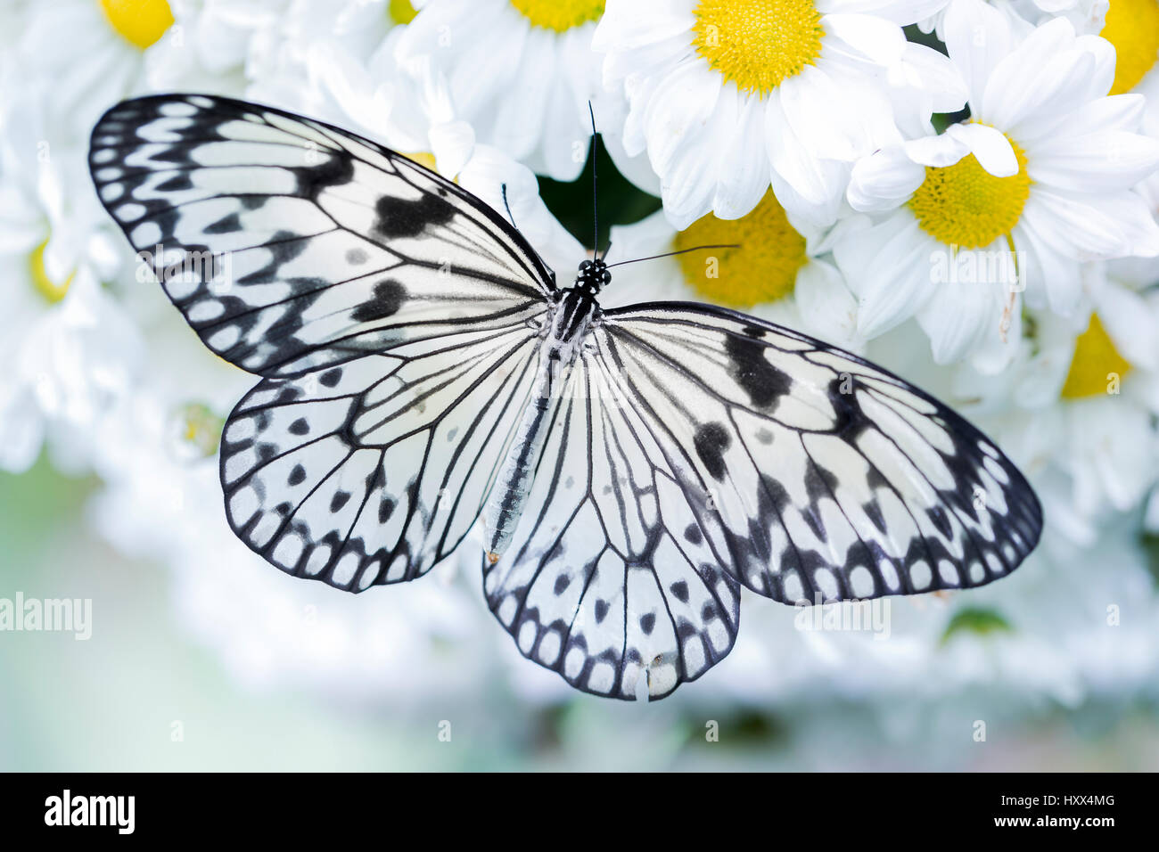 Makro-Shooting der schwarzen und weißen Schmetterling Fütterung auf weißen Blüten Stockfoto