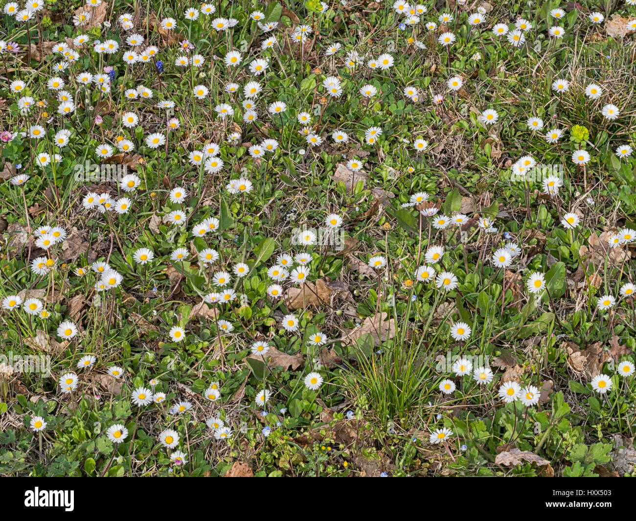 Mein Rasen. Gemeinsamen Daisy. Bellis Perennis. Stockfoto