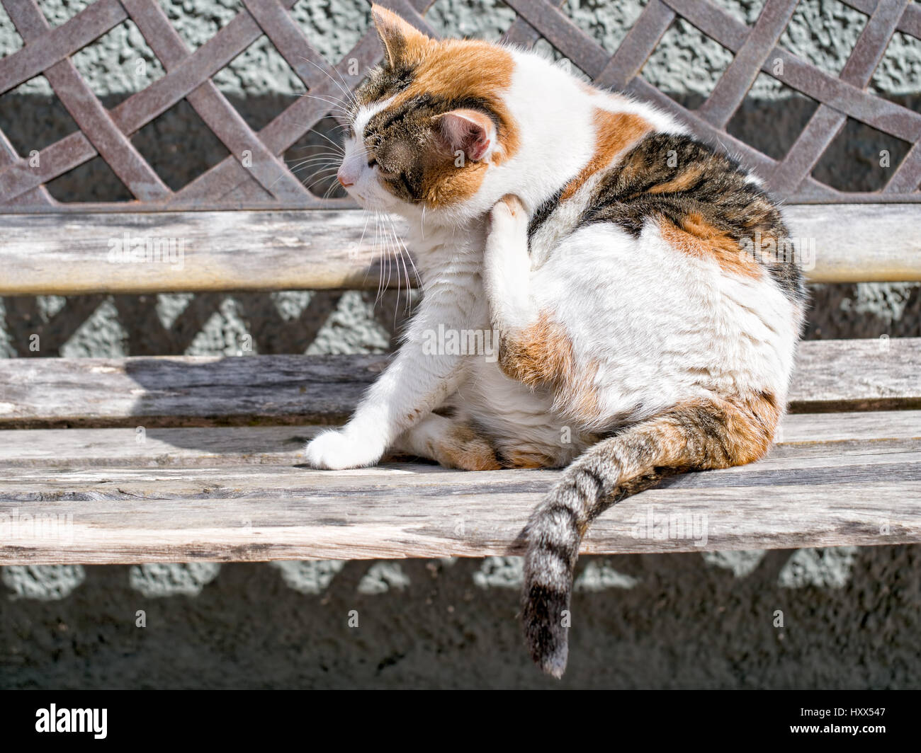 Fett Haustier Hauskatze, festes kratzen im Sonnenschein. Vielleicht Flöhe! Stockfoto