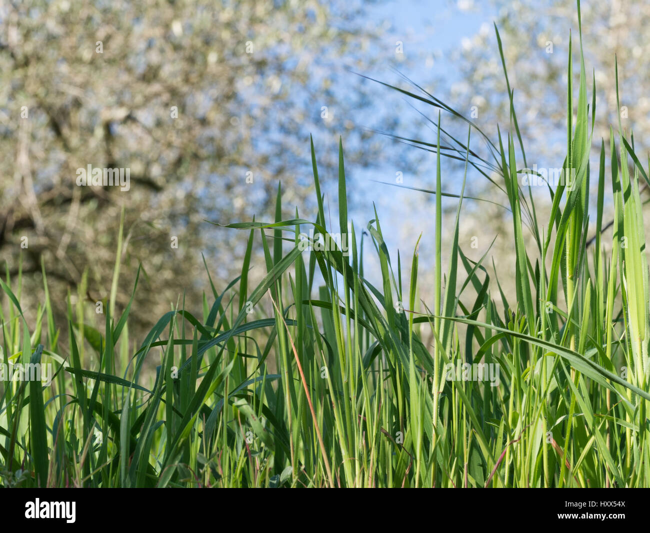 Frühling. Rasen Sie mit Bäumen und Blüten, hinter verschwommen. Stockfoto