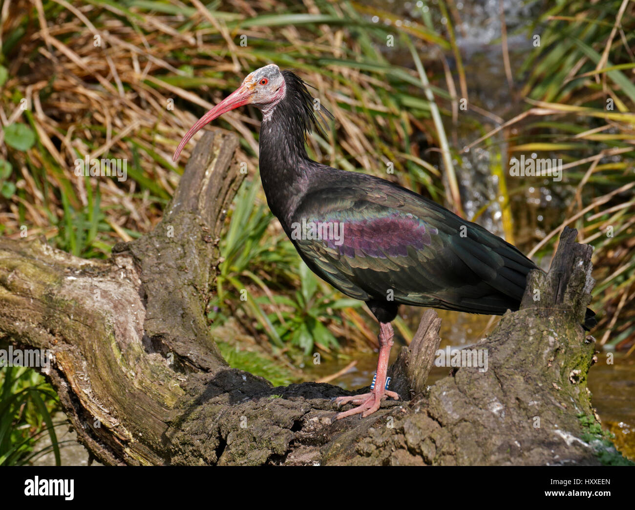 Waldrapp Ibis (Geronticus Eremita) Stockfoto