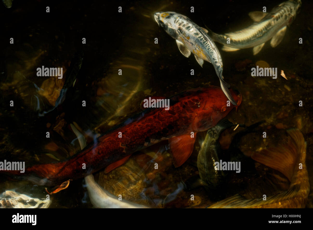 Fische, Tiere, Fische (lateinisch: Fische)-Oberklasse aquatischen Wirbeltieren Stockfoto