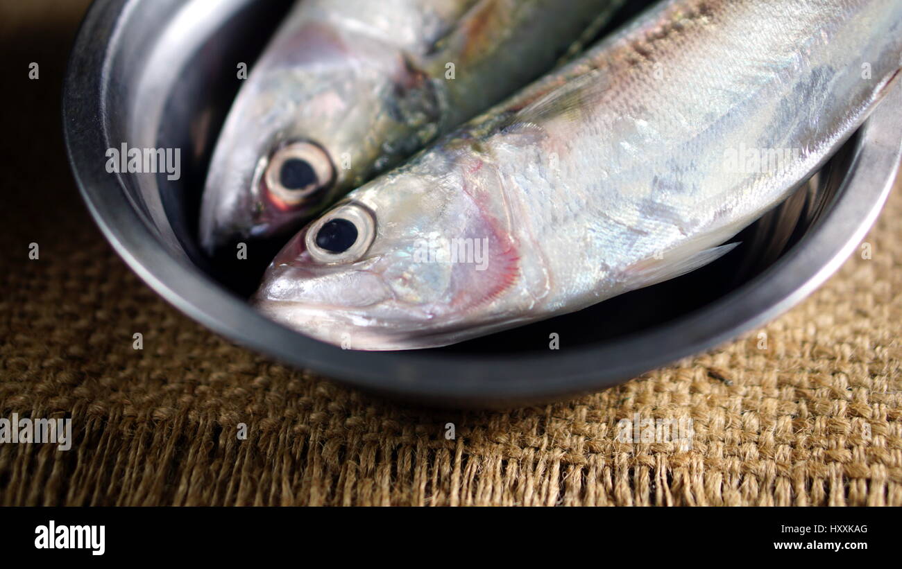 Indische Makrele Fisch. Arten der Makrele-Familie, in den indischen und westlichen Pazifischen Ozeanen und ihre umliegenden Meeren weit verbreitet. Stockfoto