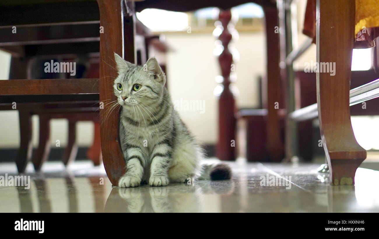 Lustige amerikanische kurze Haare Katze, Pussycat Scheu der Kamera Stockfoto