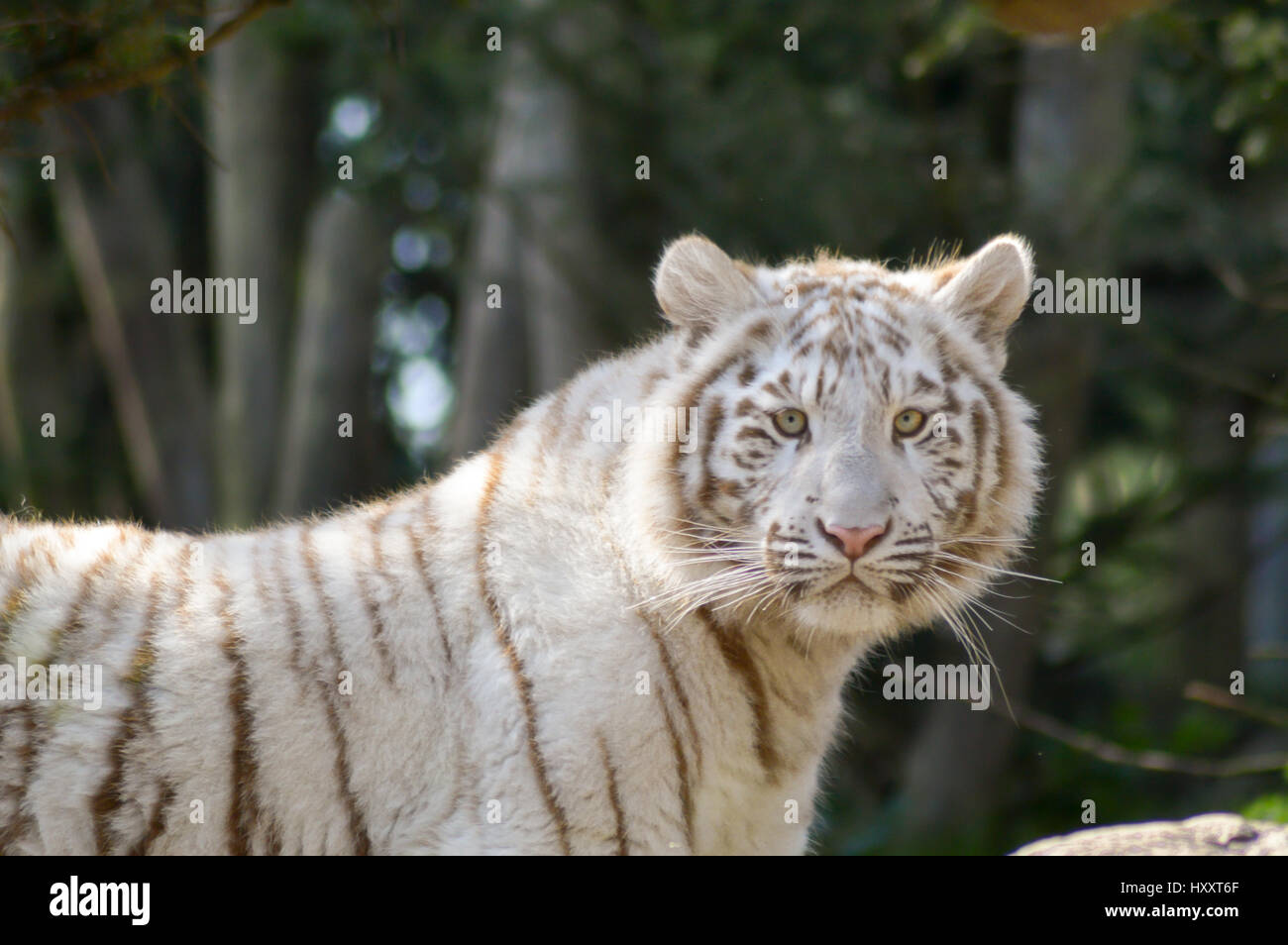 Blick von einem weißen Tiger in einem tierischen Park Frankreich Stockfoto