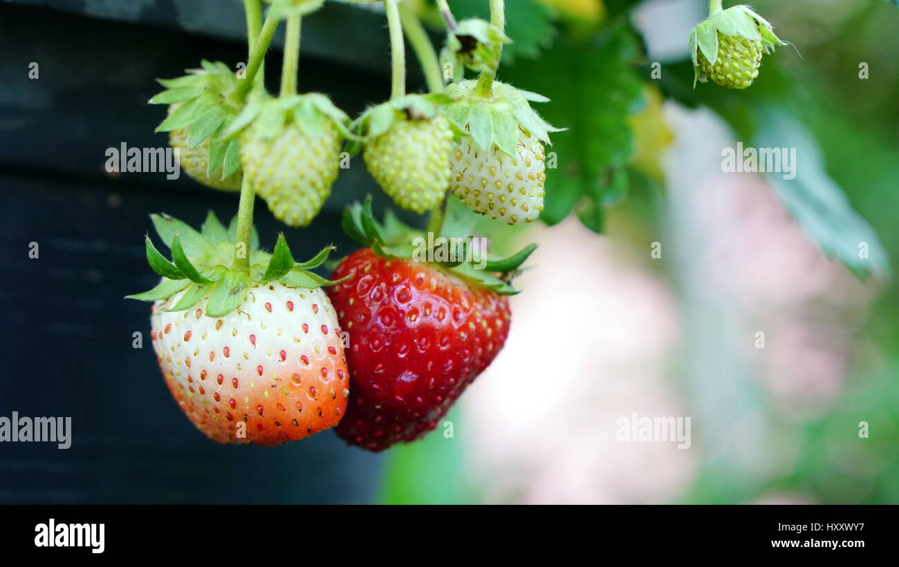 Erdbeer-Aroma und Duft sind beliebt, Erdbeere sind weit verbreitet in einer Vielzahl von Fertigung, einschließlich Getränke verwendet. Stockfoto