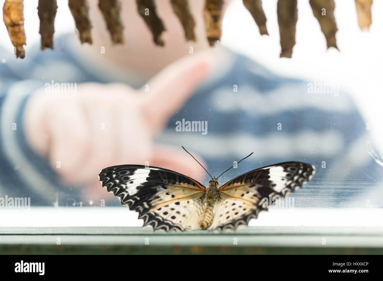 London, UK. 30. März 2017. Live tropische Schmetterlinge füllen das Schmetterlingshaus für die zurückkehrenden "Sensationelle Schmetterlinge" Ausstellung im Natural History Museum © Guy Corbishley/Alamy Live-Nachrichten Stockfoto