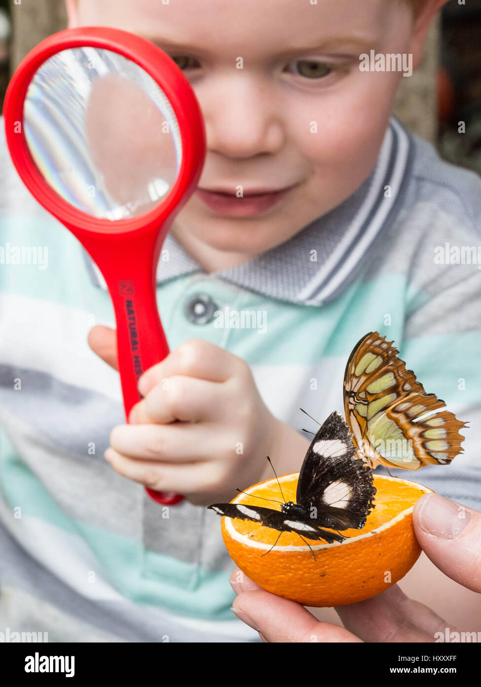 London, UK. 30. März 2017. Live tropische Schmetterlinge füllen das Schmetterlingshaus für die zurückkehrenden "Sensationelle Schmetterlinge" Ausstellung im Natural History Museum © Guy Corbishley/Alamy Live-Nachrichten Stockfoto