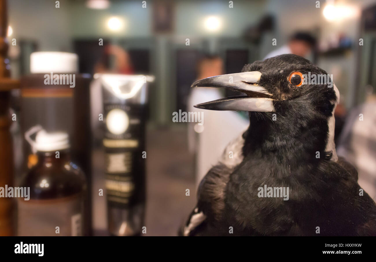 Auckland, Neuseeland - 17. Februar 2017: einbalsamierte schwarzer Vogel Nahaufnahme über der Hintergrund jedoch unscharf, in einem Oldtimer Barber Shop. Stockfoto