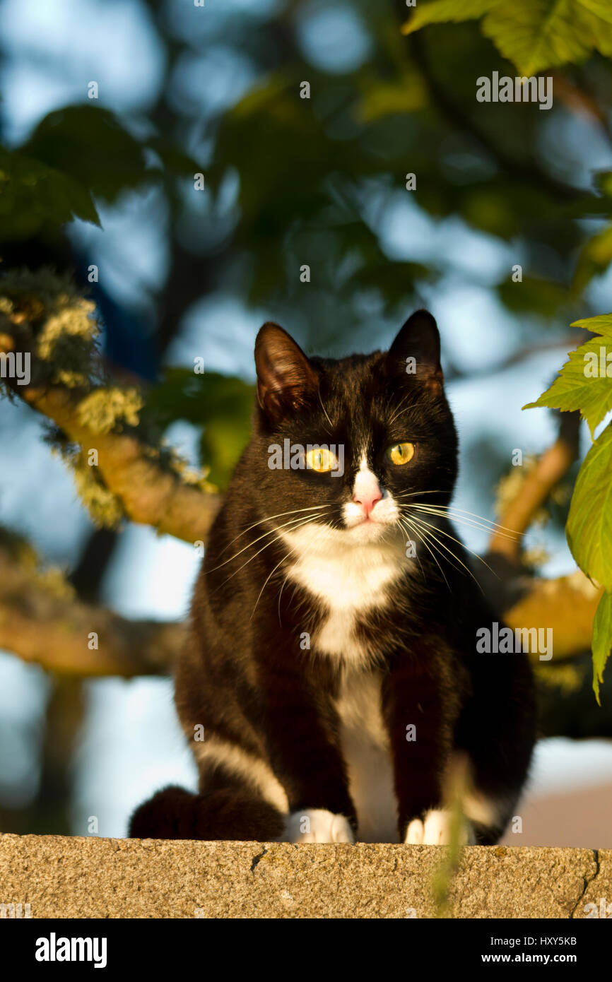 Schwarz / weiß Katze auf einer Mauer sitzend Stockfoto