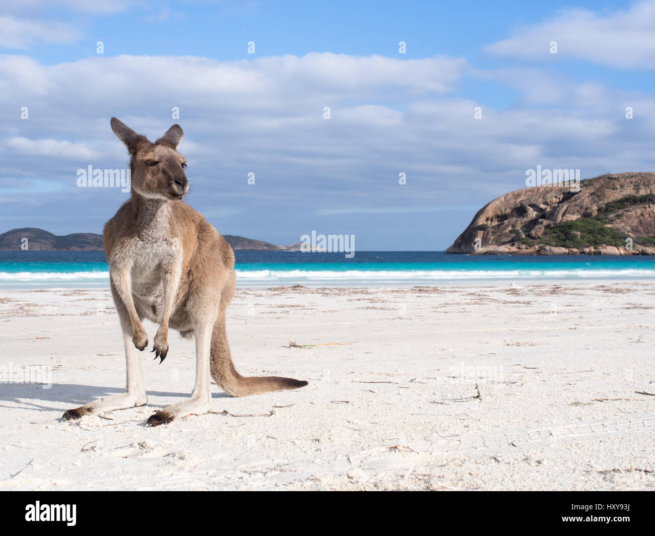 Känguru am Strand in Lucky Bay, Cape Le Grand National Park, Western Australia Stockfoto