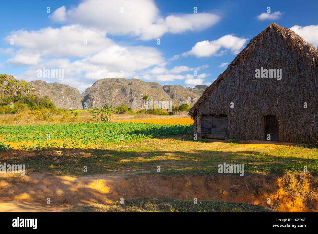 Landschaft auf den Tabak Bauernhof, Tal de Vinales, Pinar Del Rio, Kuba. Stockfoto