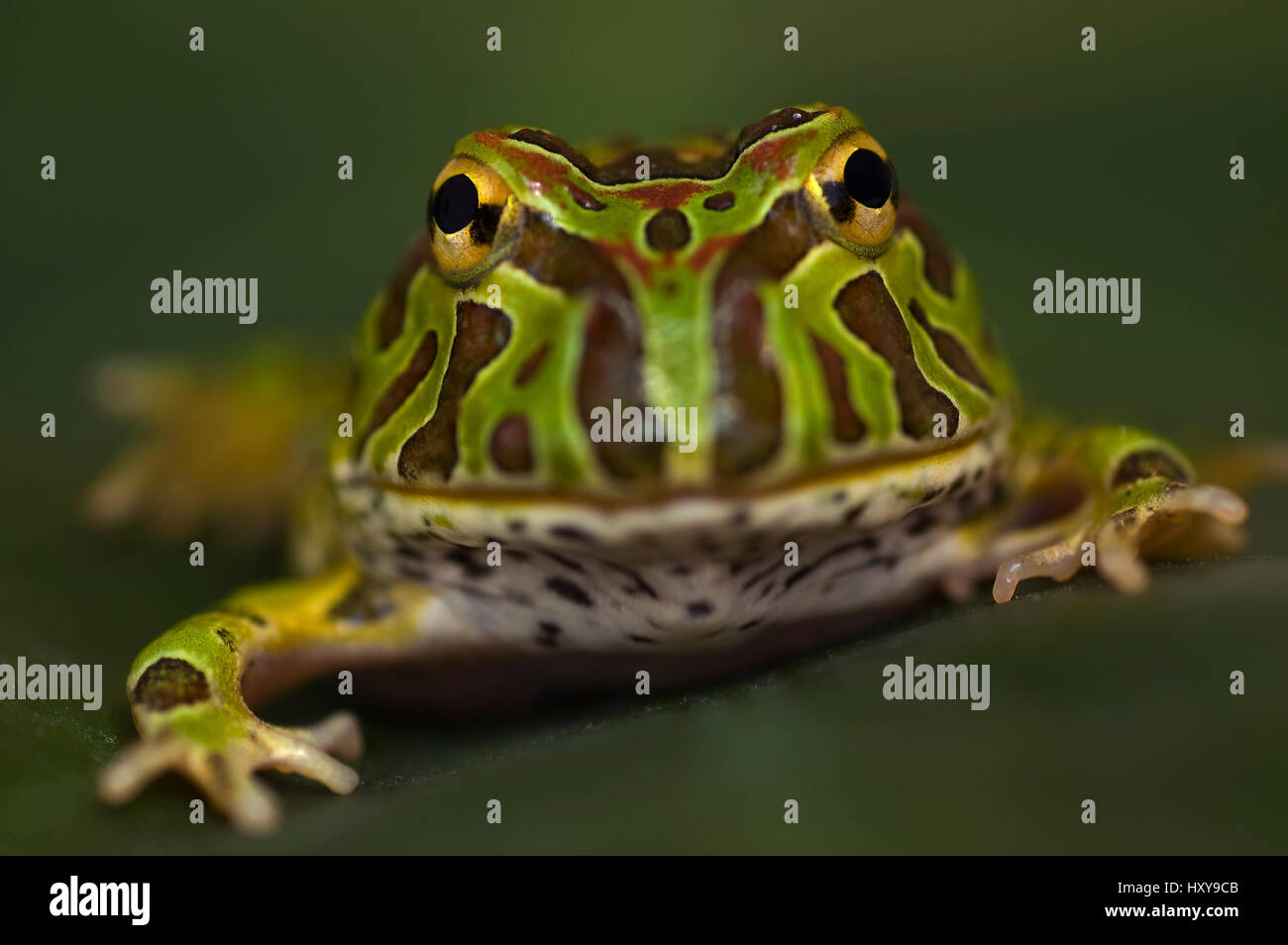 Chaco gehörnten Frosch (Ceratophrys Cranwelli) gefangen, aus Südamerika. Stockfoto