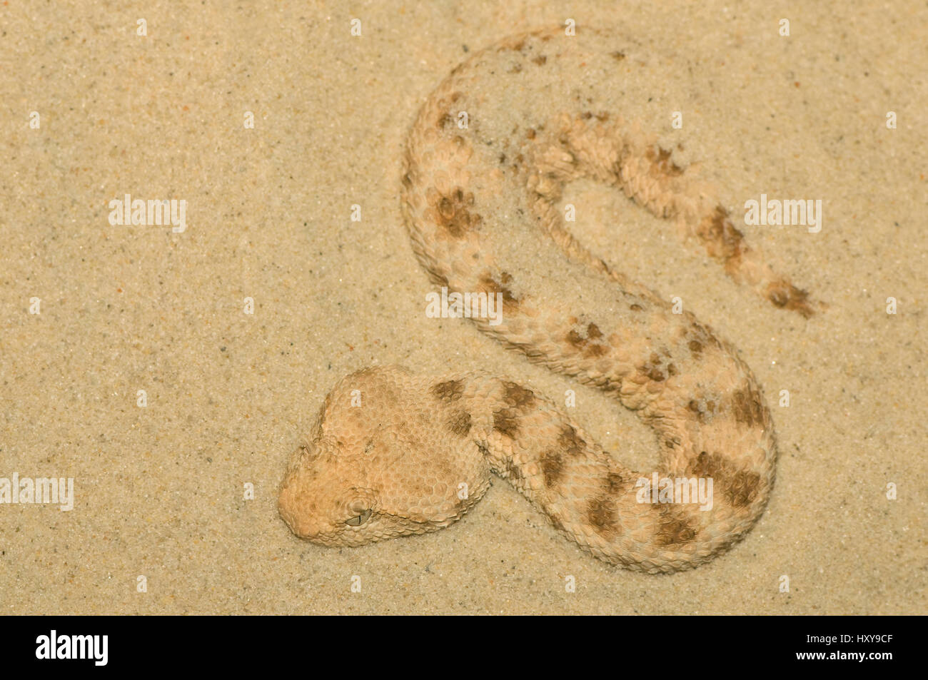 Hornotter (Cerastes Cerastes) in Sand, Gefangenschaft, aus Nordafrika getarnt. Stockfoto