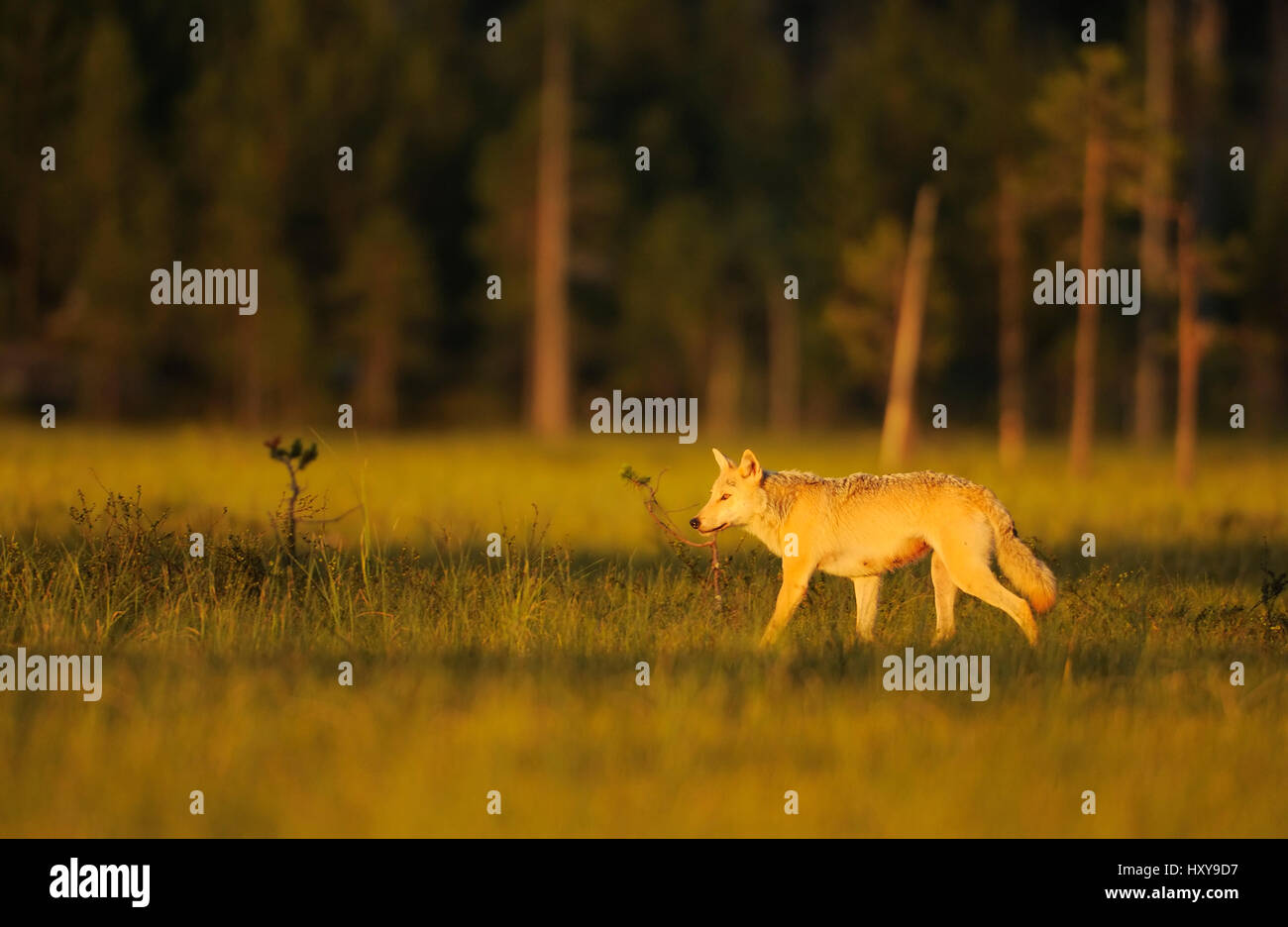 Europäischer Grauwolf (Canis Lupus) Kuhmo, Finnland. Juli. Stockfoto