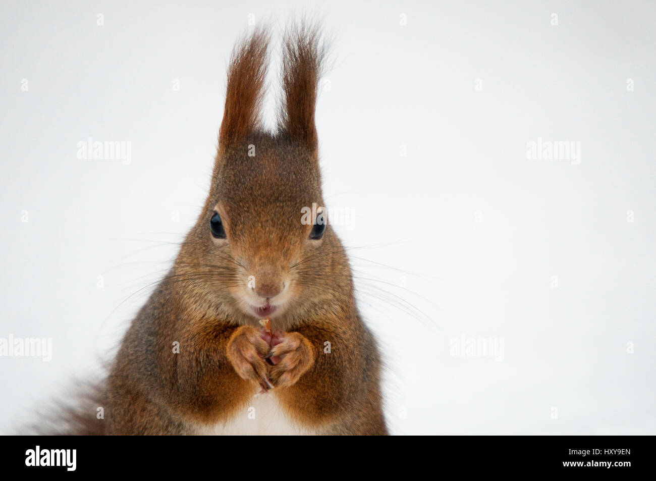 Kopfporträt Eichhörnchen (Sciurus Vulgaris) Fütterung im Schnee, Österreich, Europa. Stockfoto