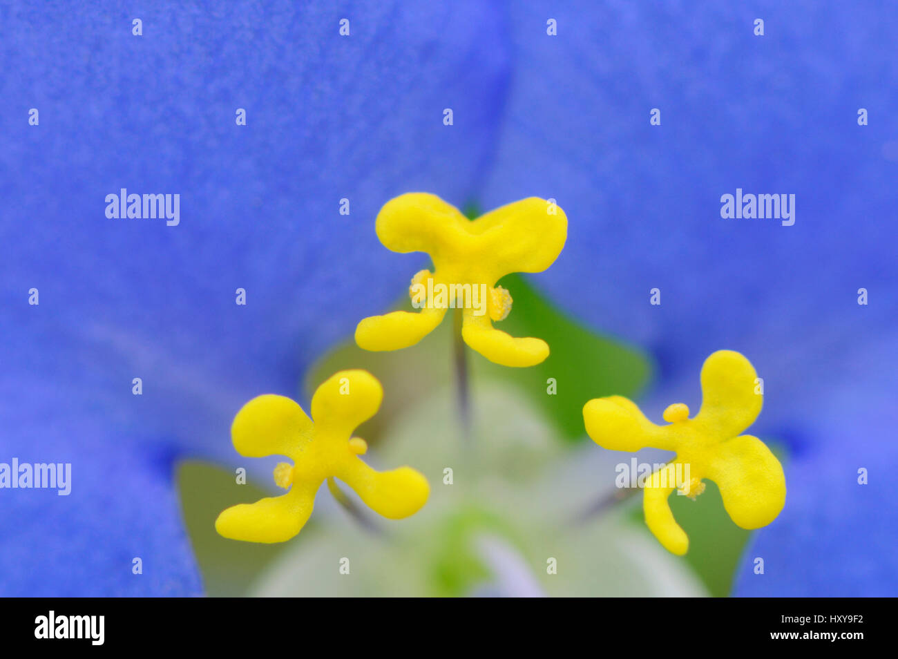 Weißen Mund Dayflower (Commelina Erecta) Detail der Staubfäden, Fennessey Ranch, Refugio, Coastal Bend, Texas, USA. Stockfoto