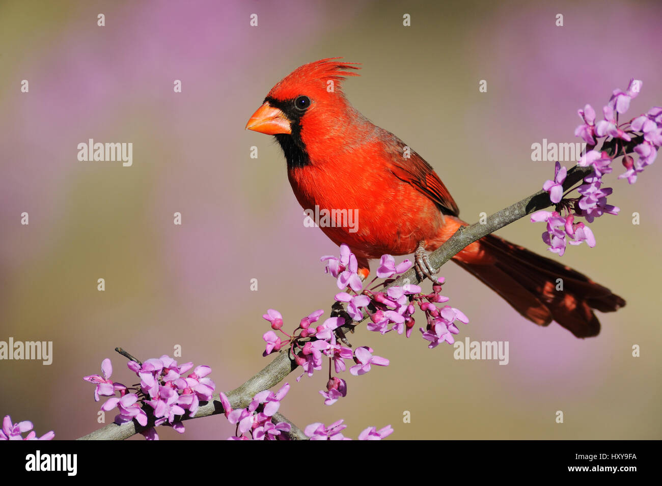 Nördlichen Kardinal (Cardinalis Cardinalis) männlich thront auf Zweig der Blüte östlichen Redbud (Cercis Canadensis). Dinero, Lake Corpus Christi, Süden von Texas, USA. Stockfoto