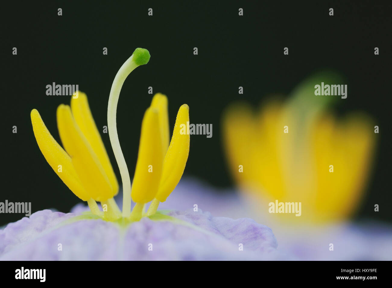 Silverleaf Nachtschatten (Solanum Elaeagnifolium) mit Stamen hautnah. Coastal Bend, Texas, USA. Stockfoto