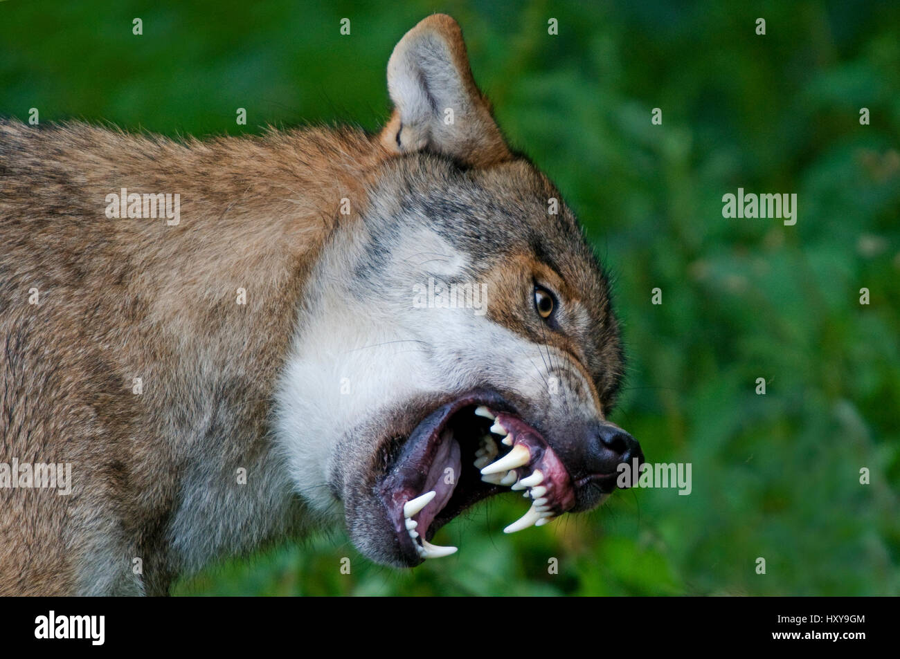 Grauer Wolf (Canis Lupus) knurrend Zähne fletschenden, gefangen. Stockfoto