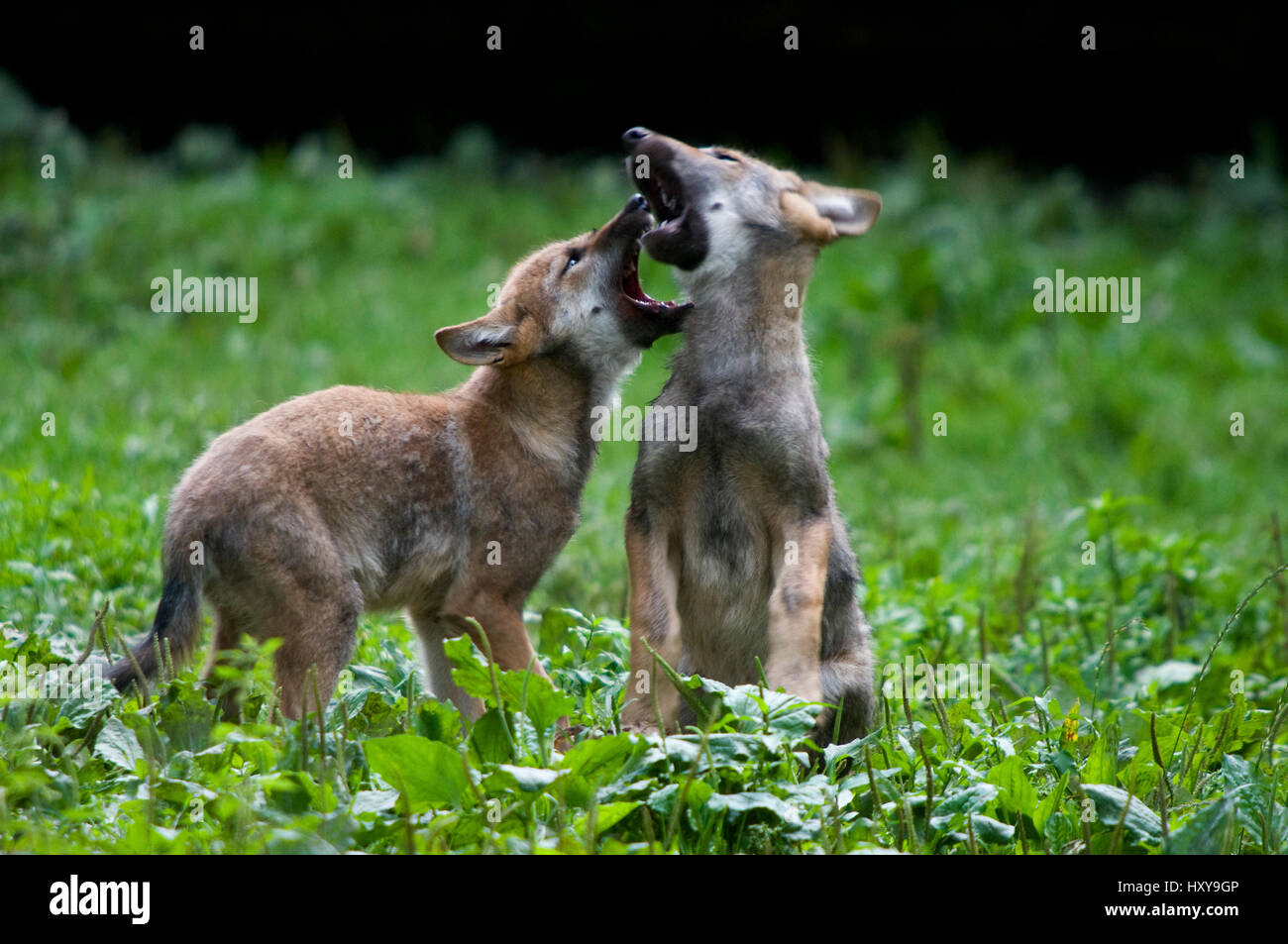Zwei graue (Canis Lupus) Wolfjungen spielen kämpfen, in Gefangenschaft. Stockfoto