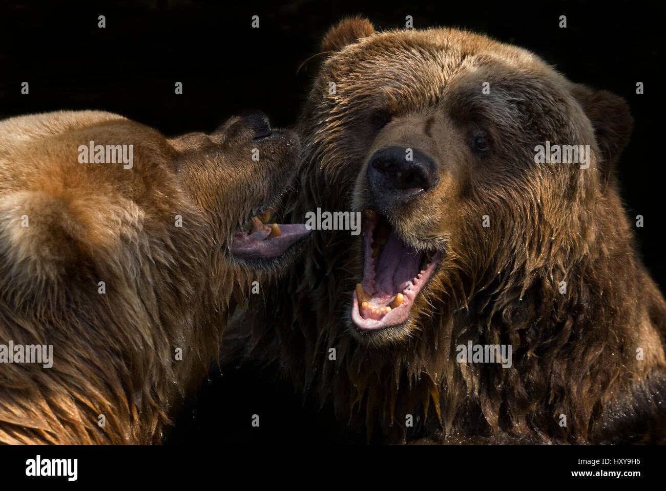 Zwei Kodiak / Alaskan Braunbären (Ursus Arctos Middendorffi) kämpfen, in Gefangenschaft. Stockfoto