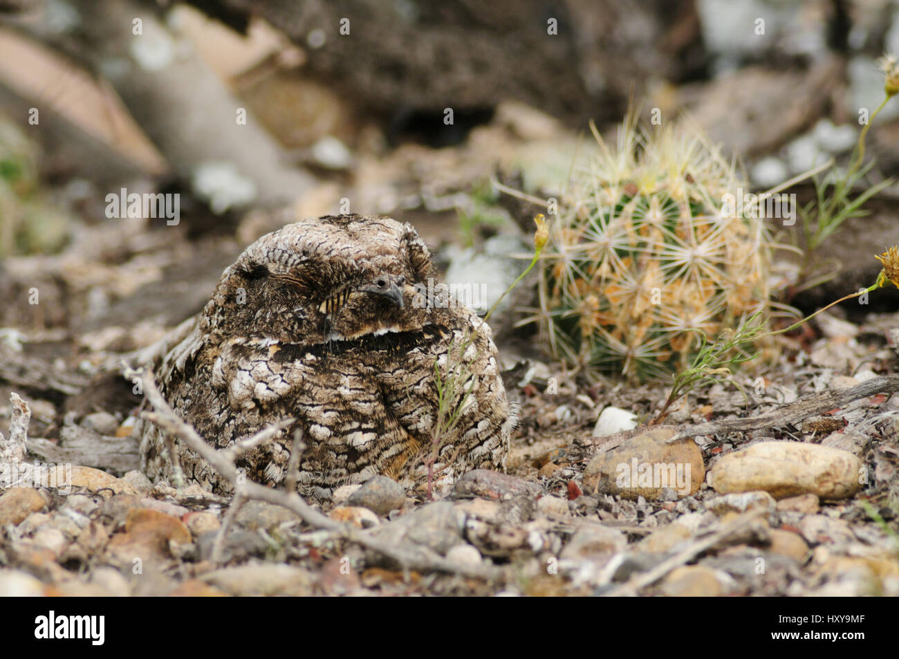 Gemeinsame Poorwill (Phalaenoptilus Nuttallii) Erwachsenen auf Nest getarnt. Süden von Texas, USA. April. Stockfoto