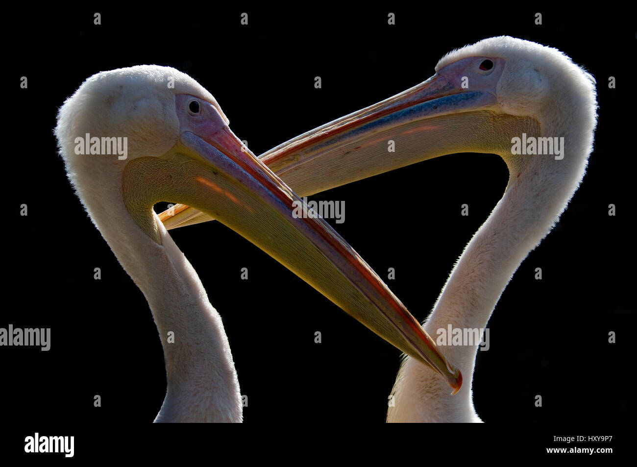 Zwei östlichen / große weiße Pelikane (Pelecanus Onocrotalus) gefangen. Stockfoto