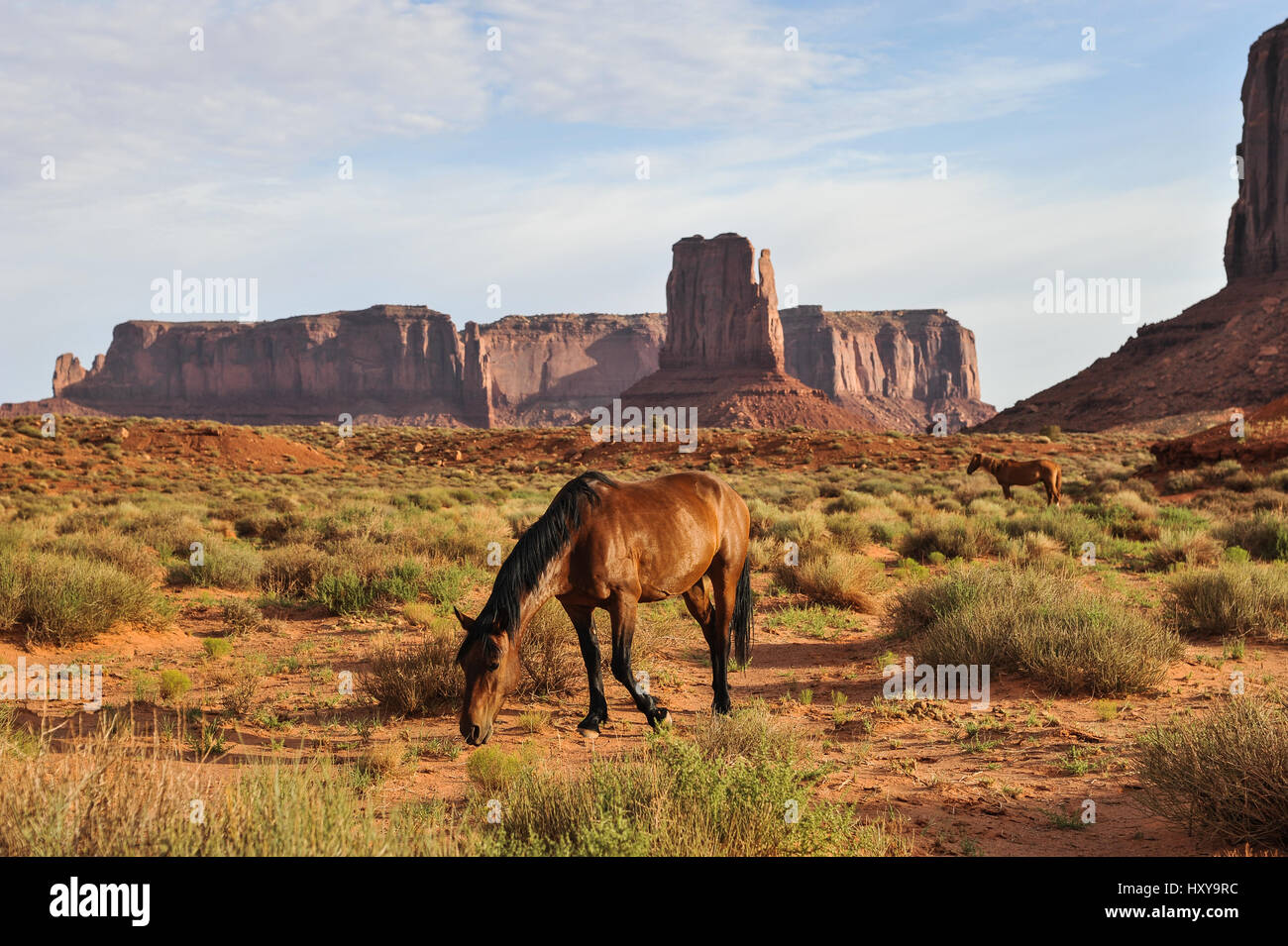 Pferd, Monument Valley, Vereinigte Staaten von Amerika Stockfoto