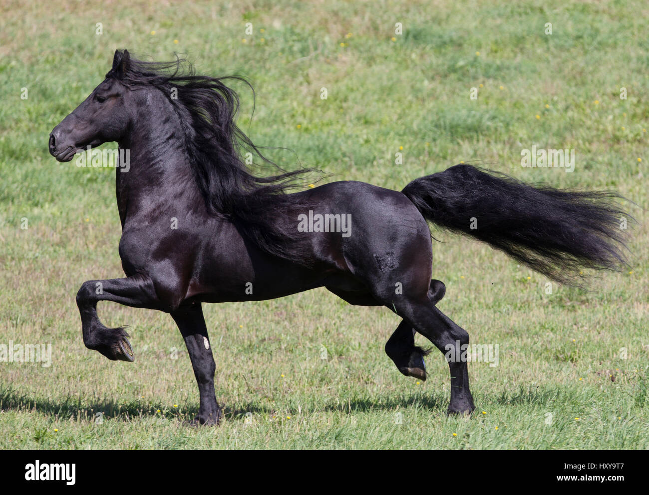 Schwarz friesischer Hengst trotten, Ojai, Kalifornien, USA Stockfoto