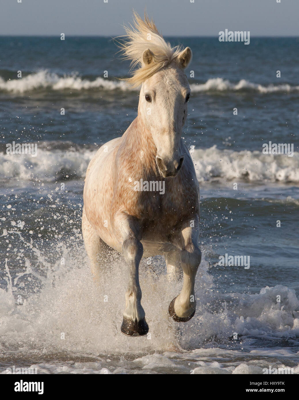 White Horse der Camargue, vom Meer, Camargue, Südfrankreich. Stockfoto