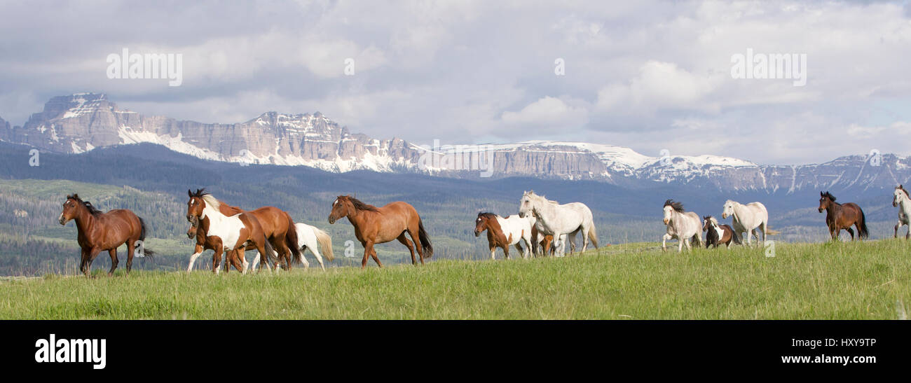 Herde von Pferden auf der Ranch mit Bergen im Hintergrund, Jackson Hole, Wyoming, USA, Juli 2011 Stockfoto