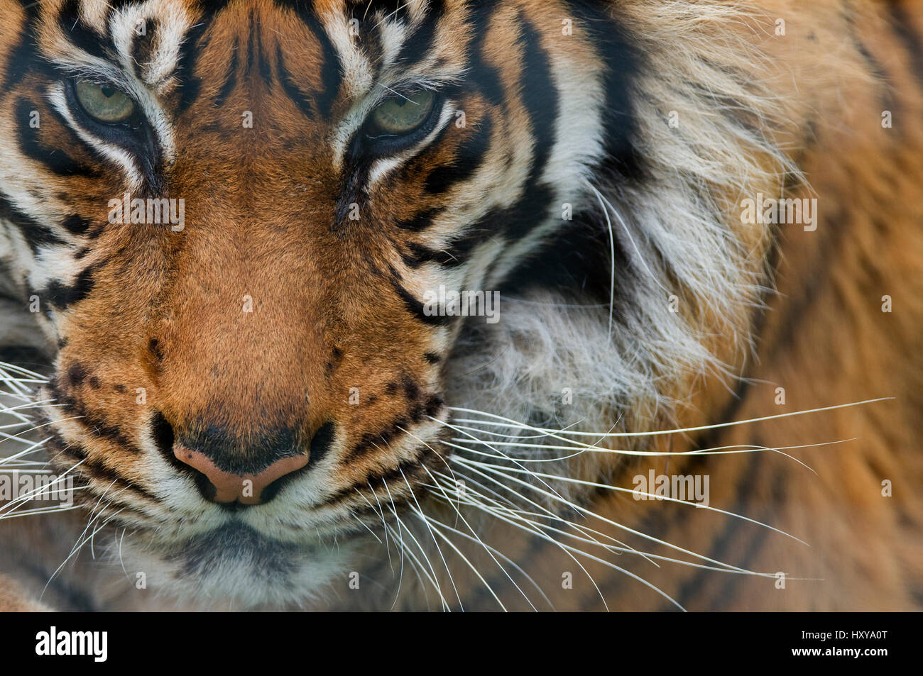Sumatra Tiger (Panthera Tigris Sumatrae) close-up Kopf Porträt, gefangen Stockfoto