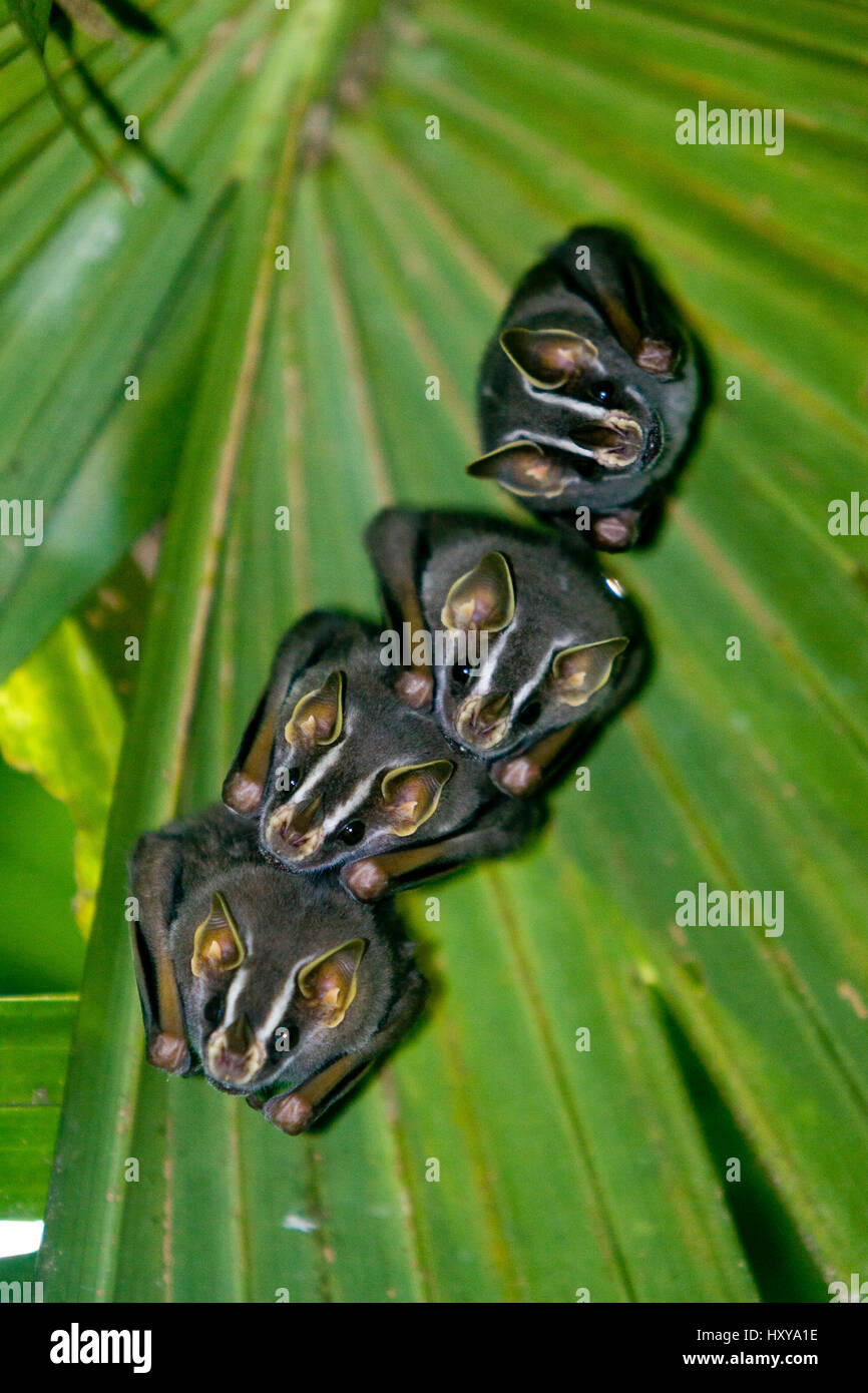 Zelt, Fledermäuse (Uroderma bilobatum) auf Bactris palm ruht, Hacienda Baru, Costa Rica Stockfoto