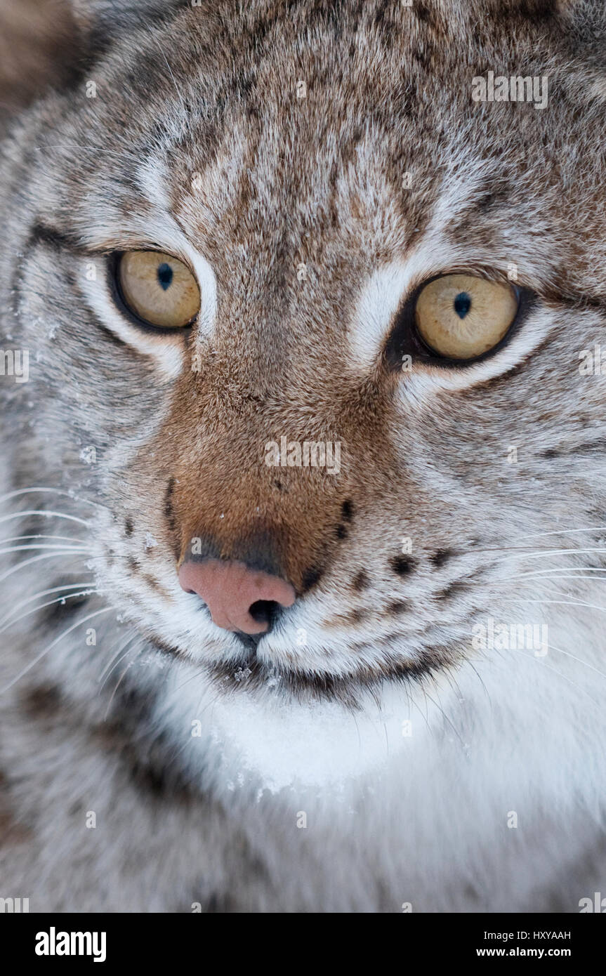 Porträt von ein europäischer Luchs (Lynx Lynx), in Gefangenschaft, Norwegen, Februar. Stockfoto