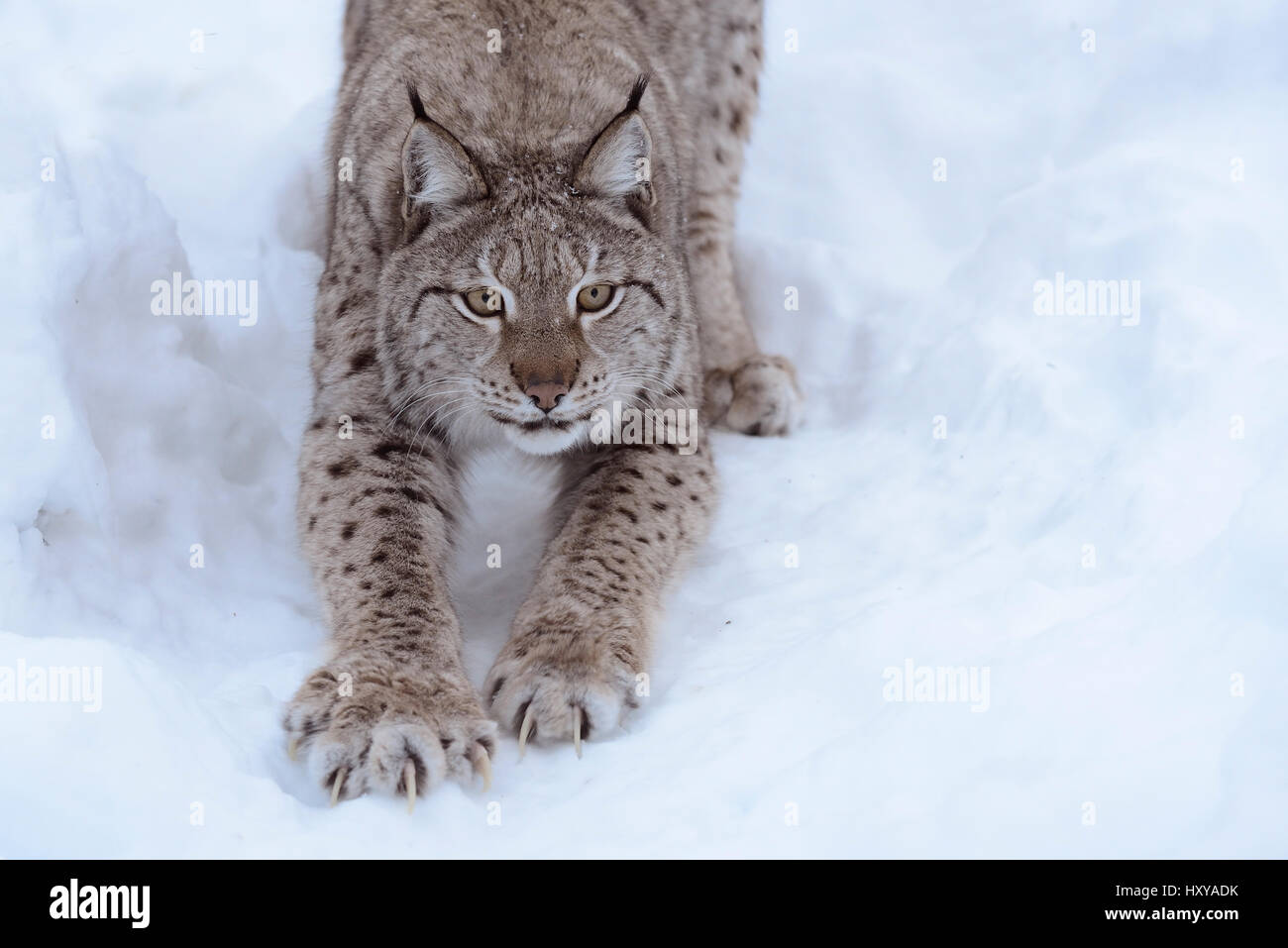 Europäische Luchs (Lynx Lynx) dehnen, in Gefangenschaft, Norwegen, Februar. Stockfoto