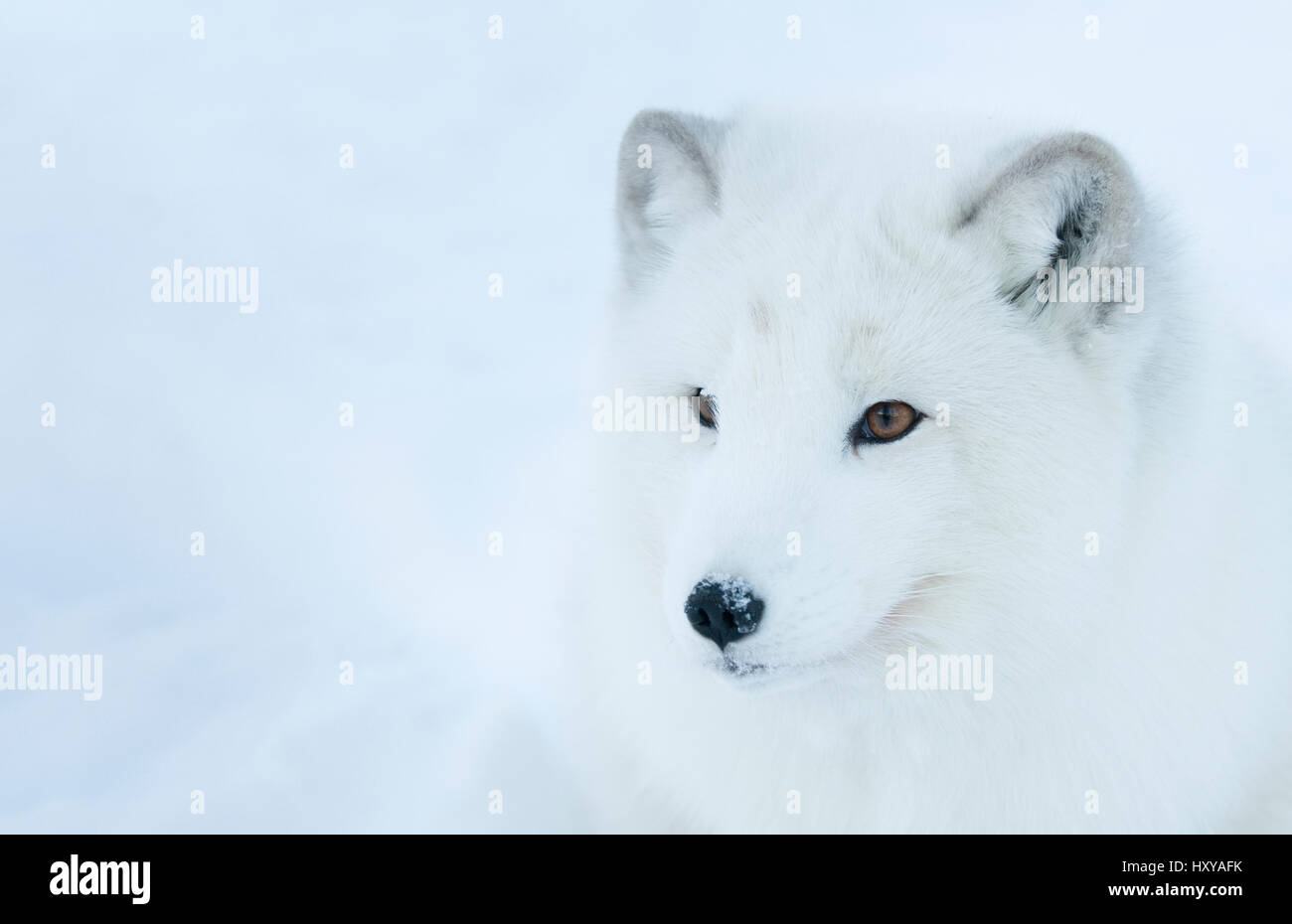 Artic Fox (Vulpes Lagopus) Porträt, in Gefangenschaft, Norwegen, Februar. Stockfoto