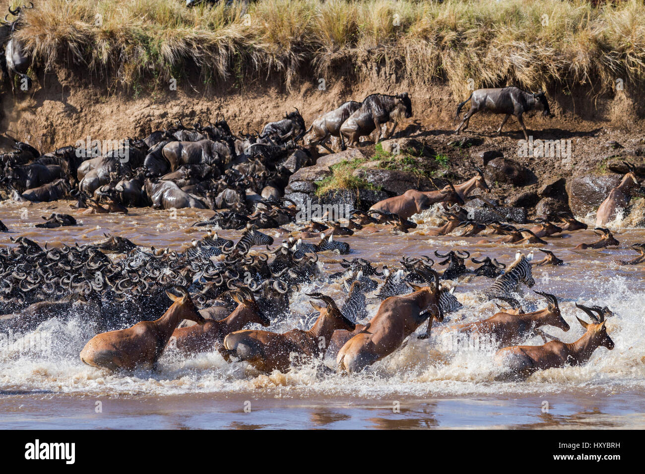 Topi (Damaliscus lunatus), Gnus (connochaetes Taurinus) und Zebras (Equus quagga) Überquerung des Mara River, Masai-Mara Game Reserve, Kenia. Stockfoto